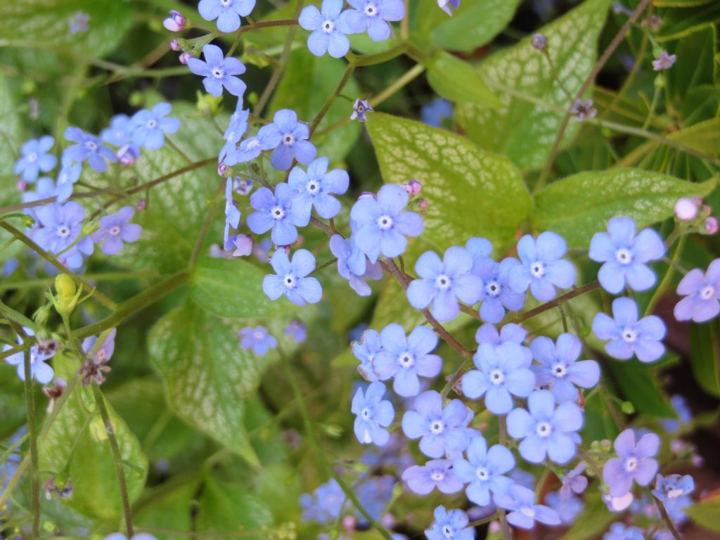 forget-me-nots photo